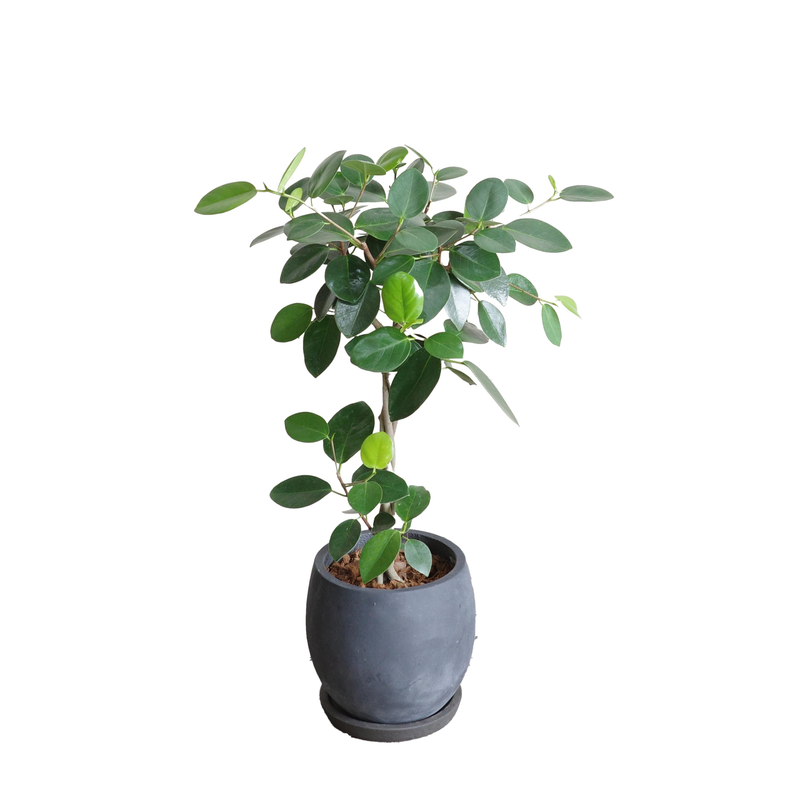 Amazon｜菩提樹 ボダイジュ 大判菩提樹 ファイバー鉢植え ブラック